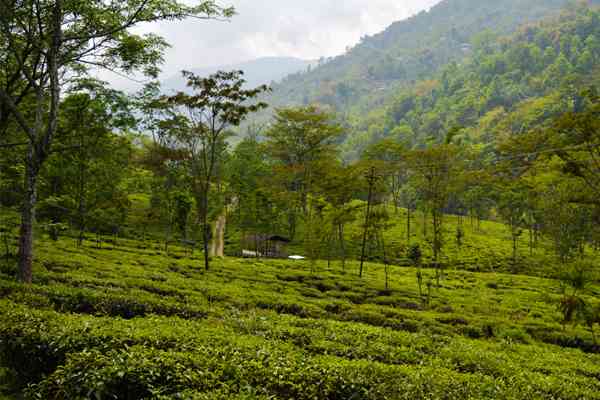 Tea Garden